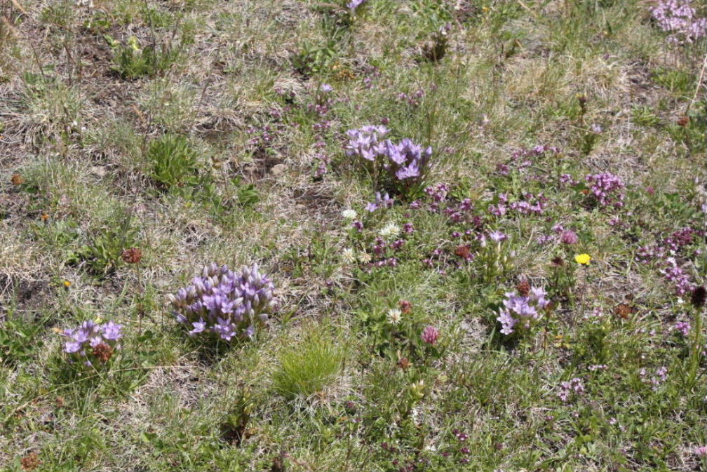 Gentianella ramosa